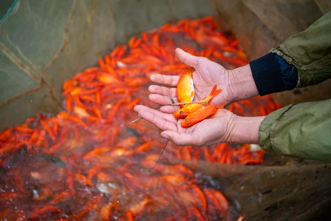 Cá đẹp sẽ có màu đỏ, không đốm đầu, đốm đuôi, kích cỡ đều nhau. Một cân cá sẽ có từ 35-40 con là đủ điều kiện xuất đi bán tại các tỉnh. (Ảnh: Minh Sơn/Vietnam+)