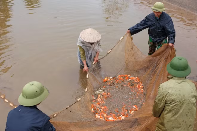 Khách mua cá đến từ nhiều tỉnh thành miền Bắc như Hà Nội, Lào Cai,... Tuy nhiên những người nông dân tại đây cho biết sản lượng cá ít hơn mọi năm. (Ảnh: Minh Sơn/Vietnam+)