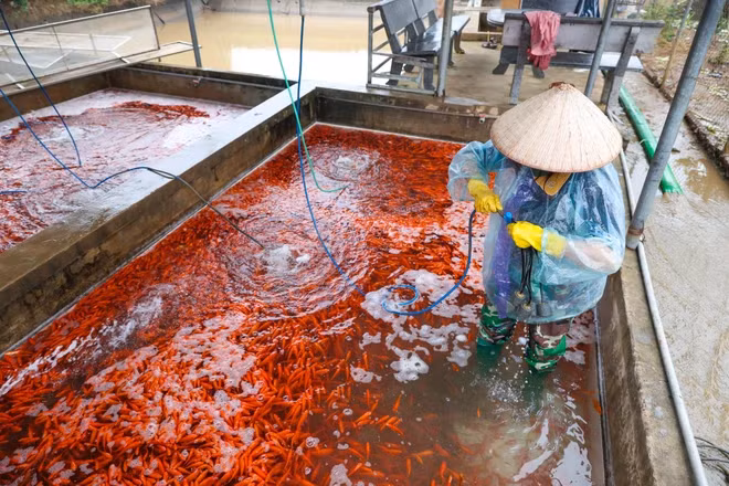 Năm nay thị trường cá chép đỏ cũng kém sôi động, giá bán chỉ khoảng 80 ngàn/kg, giảm sâu so với mức 100 - 150 ngàn đồng/kg năm ngoái. (Ảnh: Minh Sơn/Vietnam+)