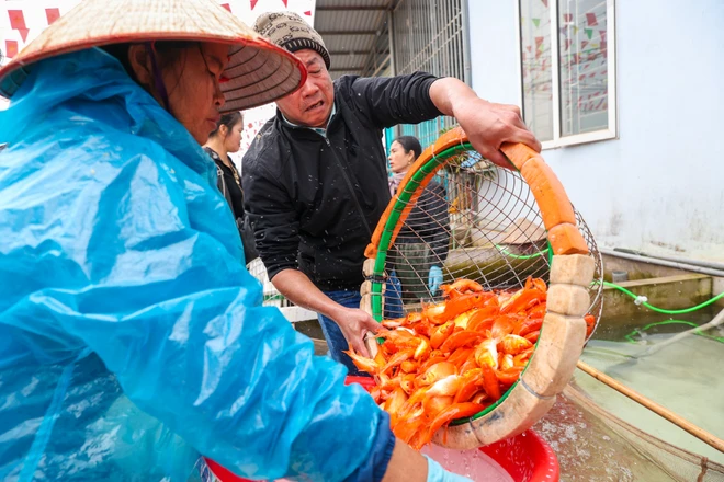 Làng Thủy Trầm những ngày này luôn trong bầu không khí hối hả, rộn ràng chuẩn bị cho vụ thu hoạch lớn cuối năm tràn ngập khắp thôn xóm. (Ảnh: Minh Sơn/Vietnam+)