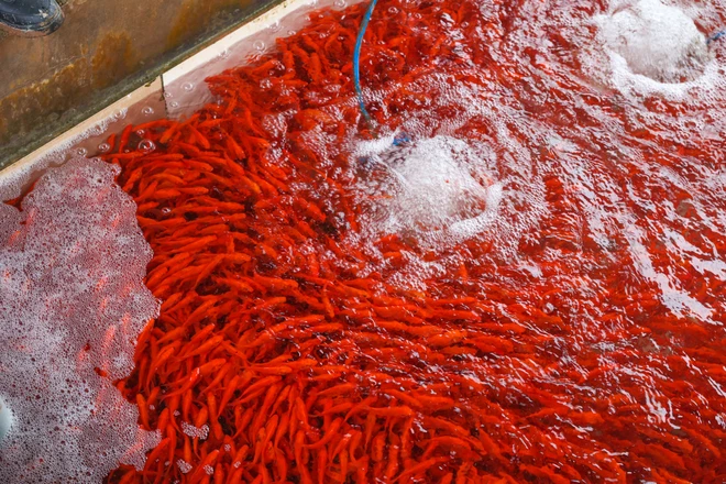 Đặc điểm của cá chép đỏ nuôi tại làng Thủy Trầm là thân hình thoi, màu đỏ sặc sỡ hoặc đỏ ánh vàng, có hai đôi râu, to đều bằng nhau. (Ảnh: Minh Sơn/Vietnam+)