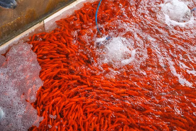 Đặc điểm của cá chép đỏ nuôi tại làng Thủy Trầm là thân hình thoi, màu đỏ sặc sỡ hoặc đỏ ánh vàng, có hai đôi râu, to đều bằng nhau. (Ảnh: Minh Sơn/Vietnam+)