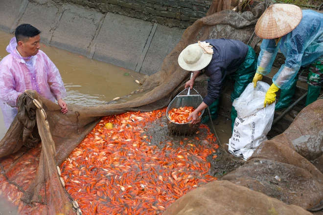 Làng Thuỷ Trầm năm nay cung ứng ra thị trường khoảng hơn 40 tấn cá chép đỏ, tương đương khoảng hơn 2 triệu con. Từ những ngày 19-20 tháng Chạp, các hộ nuôi cá đã tiến hành thu hoạch cá. (Ảnh: Minh Sơn/Vietnam+)