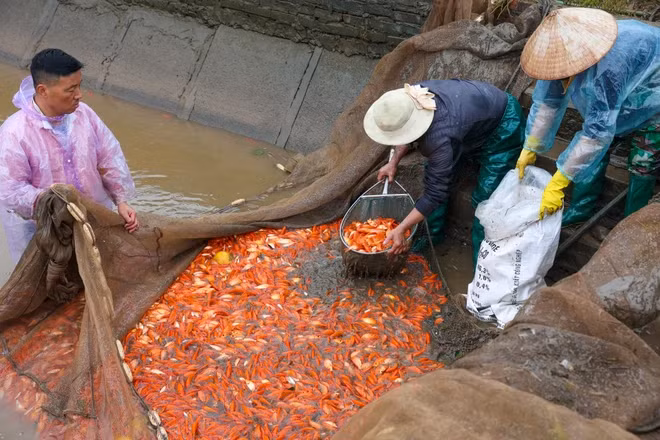Làng Thuỷ Trầm năm nay cung ứng ra thị trường khoảng hơn 40 tấn cá chép đỏ, tương đương khoảng hơn 2 triệu con. Từ những ngày 19-20 tháng Chạp, các hộ nuôi cá đã tiến hành thu hoạch cá. (Ảnh: Minh Sơn/Vietnam+)