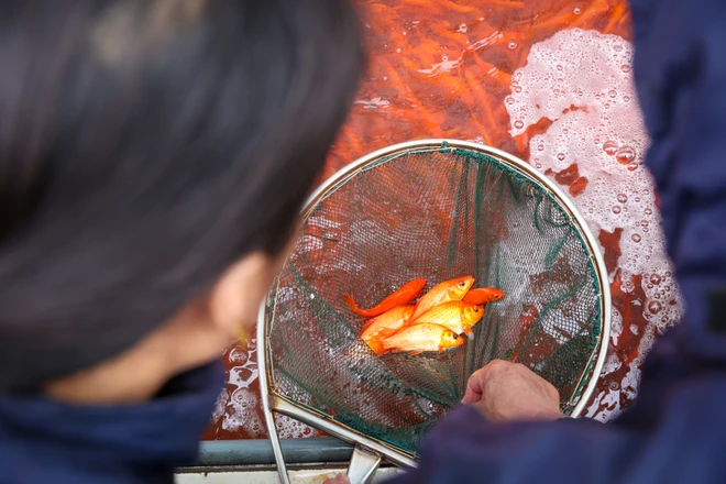 Các tiểu thương đang lựa chọn cá để sẵn sàng xuất đi trong những ngày tới.