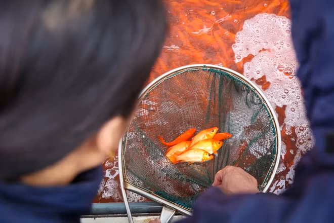 Các tiểu thương đang lựa chọn cá để sẵn sàng xuất đi trong những ngày tới.