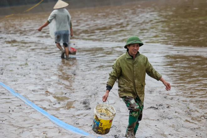 Đang khẩn trương thu hoạch mẻ cá chép đỏ, anh Phan Văn Hữu (xã Thụy Liễu, Cẩm Kê, Phú Thọ) chia sẻ, người dân nơi đây bắt đầu nuôi cá từ tháng 7 Âm lịch, cho đến trước Tết ông Công ông Táo khoảng 1 tuần sẽ bắt đầu bán cho thương lái. (Ảnh: Minh Sơn/Vietnam+)