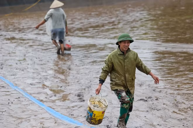 Đang khẩn trương thu hoạch mẻ cá chép đỏ, anh Phan Văn Hữu (xã Thụy Liễu, Cẩm Kê, Phú Thọ) chia sẻ, người dân nơi đây bắt đầu nuôi cá từ tháng 7 Âm lịch, cho đến trước Tết ông Công ông Táo khoảng 1 tuần sẽ bắt đầu bán cho thương lái. (Ảnh: Minh Sơn/Vietnam+)