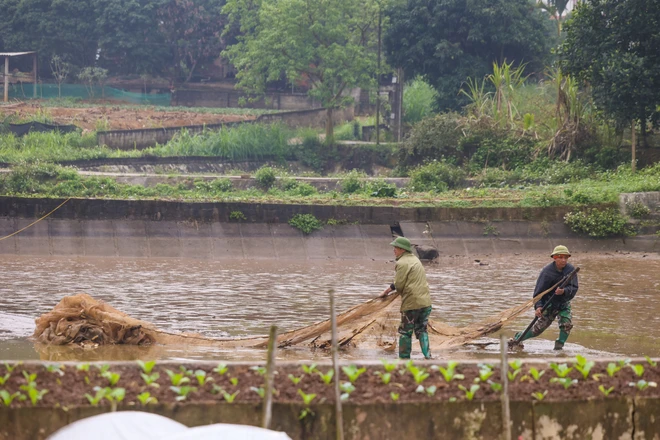 Anh Hữu cho hay, hiện tại giá cá chép đỏ khoảng 80 ngàn đồng/cân nhưng sát ngày Tết ông Công ông Táo sẽ tăng theo từng giờ, thời điểm cao nhất năm ngoái một cân cá giá bán buôn lên tới 200 ngàn đồng/cân. (Ảnh: Minh Sơn/Vietnam+)