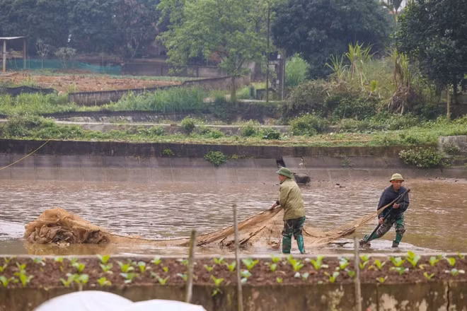 Anh Hữu cho hay, hiện tại giá cá chép đỏ khoảng 80 ngàn đồng/cân nhưng sát ngày Tết ông Công ông Táo sẽ tăng theo từng giờ, thời điểm cao nhất năm ngoái một cân cá giá bán buôn lên tới 200 ngàn đồng/cân. (Ảnh: Minh Sơn/Vietnam+)