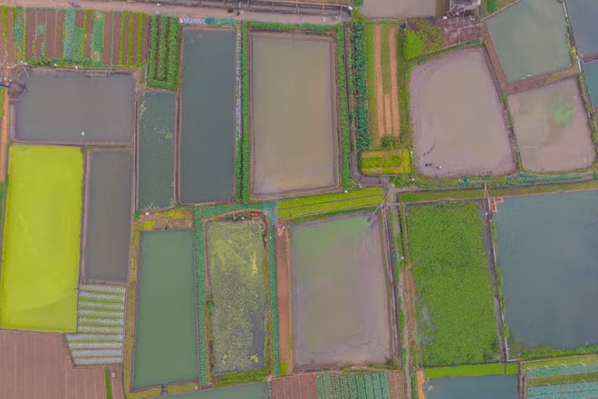 Trước Tết ông Công ông Táo 23 tháng Chạp, làng Thủy Trầm (xã Tuy Lộc, huyện Cẩm Khê, Phú Thọ) lại trở nên rộn ràng với cảnh người nông dân tát ao, thả lưới, cung cấp nguồn cá phóng sinh cho người dân khắp mọi miền đất nước. (Ảnh: Minh Sơn/Vietnam+)