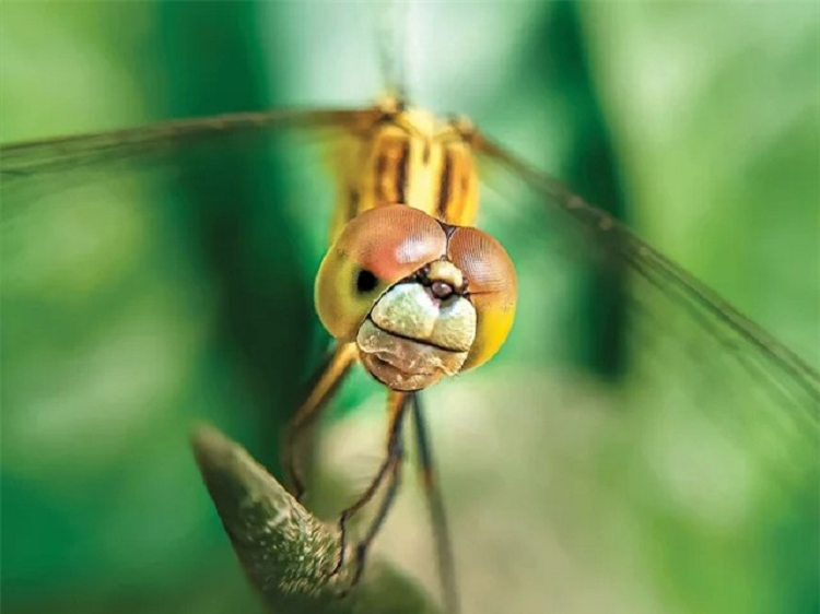 Sinh vat nho be nay moi la loai san moi thanh cong nhat-Hinh-4