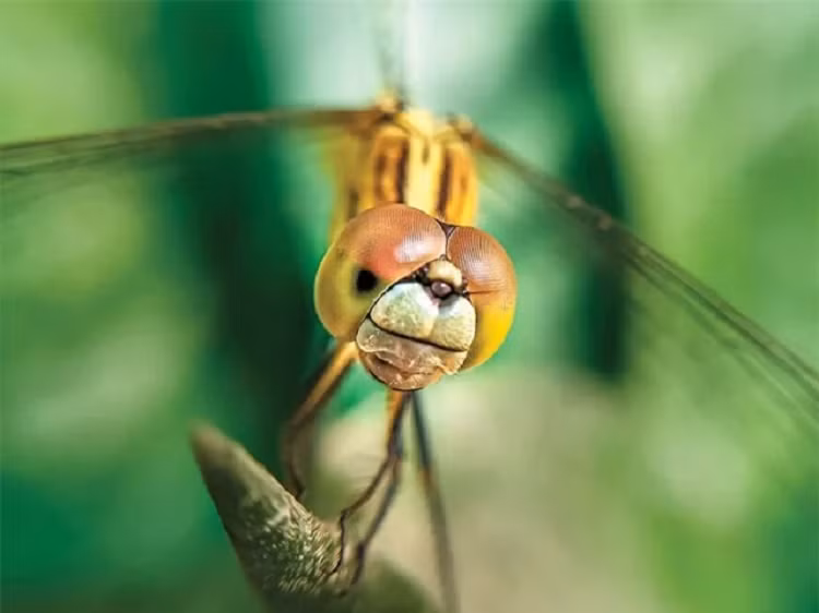 Sinh vat nho be nay moi la loai san moi thanh cong nhat-Hinh-4