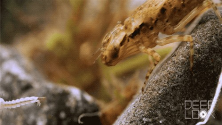 Sinh vat nho be nay moi la loai san moi thanh cong nhat-Hinh-2