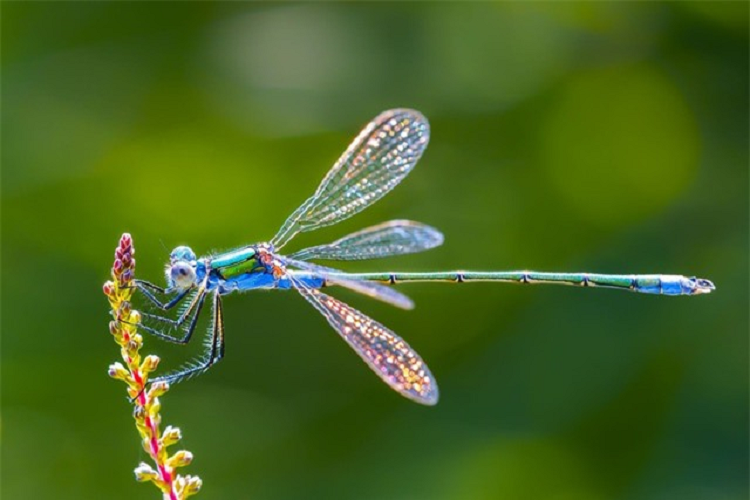 Sinh vat nho be nay moi la loai san moi thanh cong nhat-Hinh-3