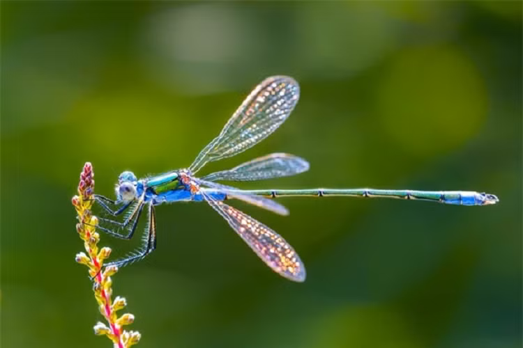 Sinh vat nho be nay moi la loai san moi thanh cong nhat-Hinh-3