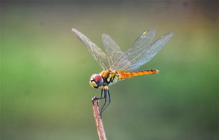 Sinh vat nho be nay moi la loai san moi thanh cong nhat