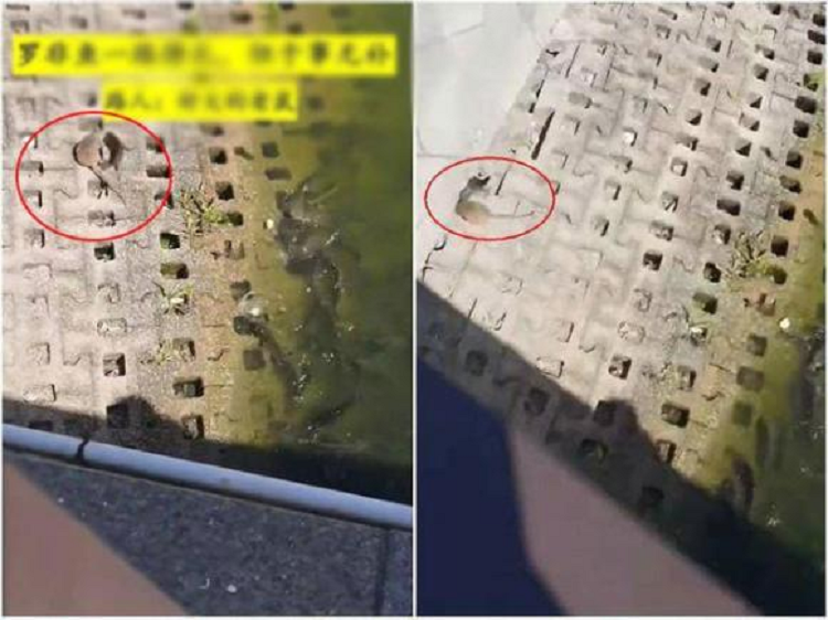 Mot con chuot lon, nguoi qua duong thot len: 'chuot thanh tinh'