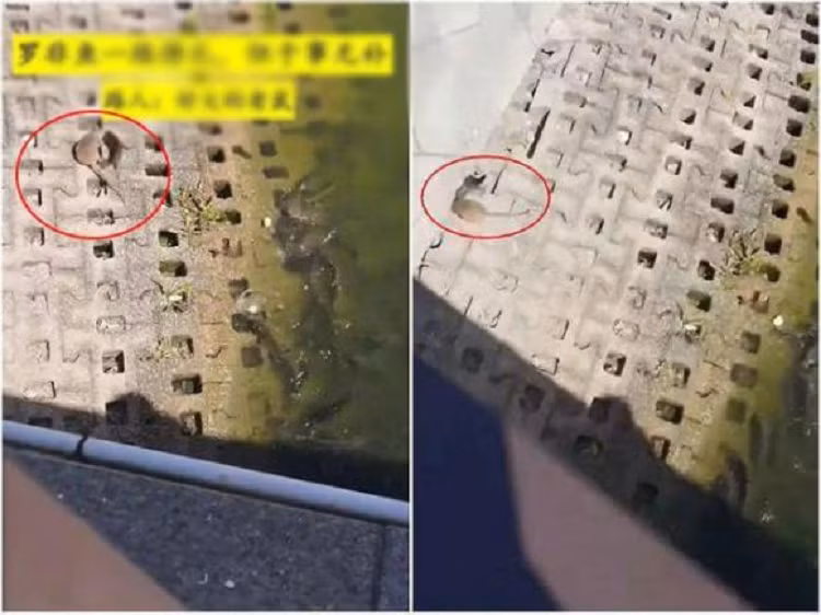 Mot con chuot lon, nguoi qua duong thot len: 'chuot thanh tinh'