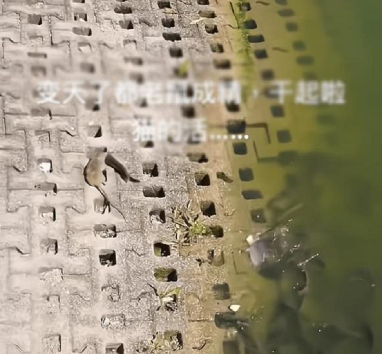 Mot con chuot lon, nguoi qua duong thot len: 'chuot thanh tinh'-Hinh-2