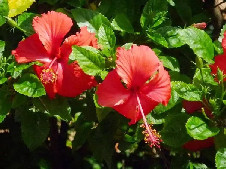 Sang mung 1 am lich: 5 loai hoa dat len ban tho, to tien phu ho-Hinh-4