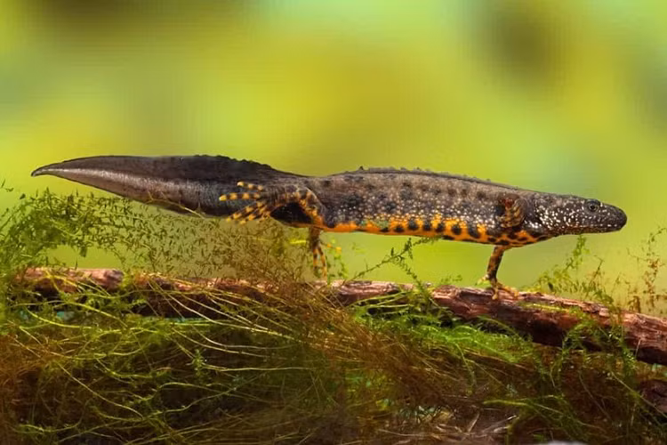 Sa giông có thể tái tạo một số bộ phận cơ thể, bao gồm tủy sống, tim và mắt. 