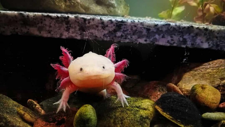 Axolotl (kỳ giông Mexico) không chỉ có khả năng mọc lại tứ chi và đuôi, mà còn có thể tái phục hồi tủy sống và các cơ quan, bao gồm cả trái tim.