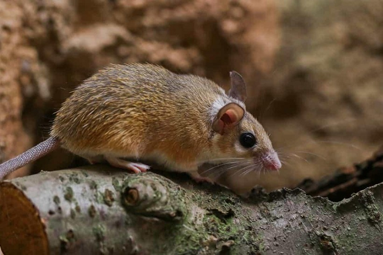 Chuột gai châu Phi có thể lột da trong trường hợp cần thiết, chẳng hạn như để thoát khỏi kẻ săn mồi. Sau đó, chúng sẽ mọc lại da với lông. 