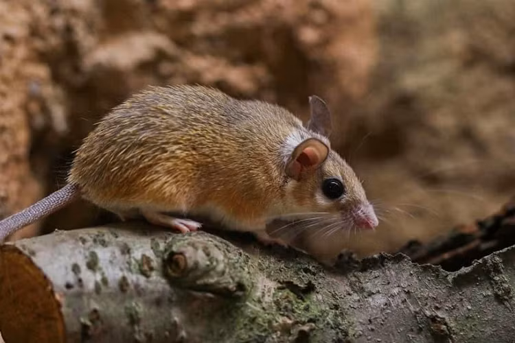 Chuột gai châu Phi có thể lột da trong trường hợp cần thiết, chẳng hạn như để thoát khỏi kẻ săn mồi. Sau đó, chúng sẽ mọc lại da với lông. 