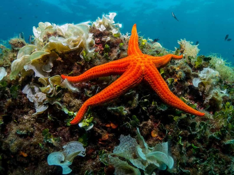 Sao biển có khả năng tái tạo lại toàn bộ cơ thể hoặc hình thành những con sao biển mới chỉ từ các chi bị cắt đứt. Điều này là do hầu hết các cơ quan quan trọng của chúng đều nằm ở cánh tay.