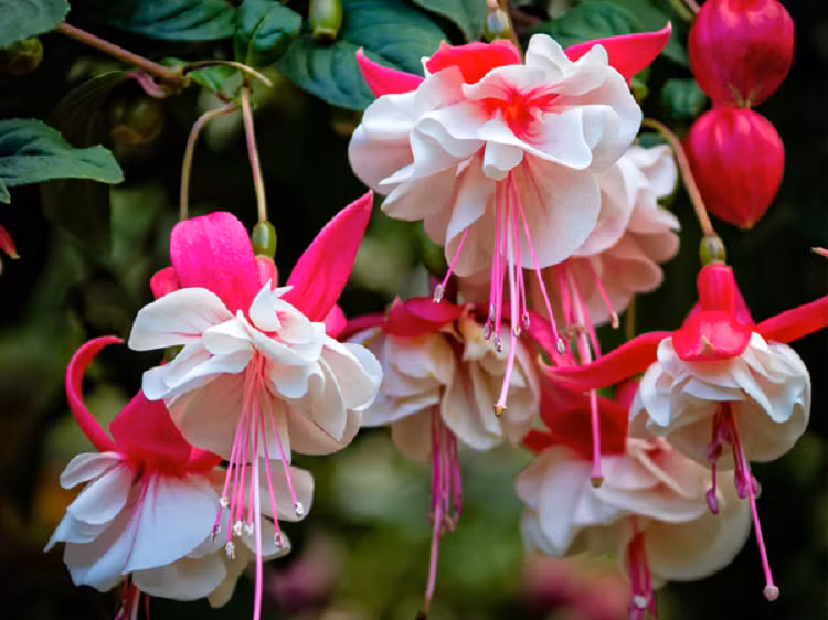 4 loai cay canh chi nghe ten da thay “tien”-Hinh-4