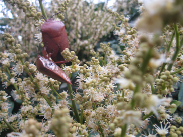 Loai hoi ham ai gap cung xua duoi bong thanh dac san-Hinh-2