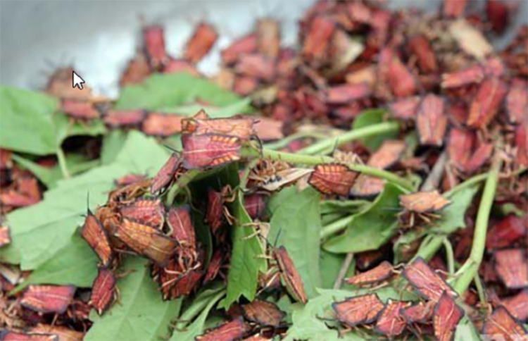 Loai hoi ham ai gap cung xua duoi bong thanh dac san-Hinh-5