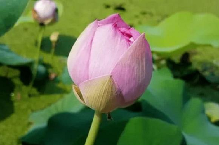 Trong 4 thang toi, 3 con giap moi viec suon se, tien bac rung rinh-Hinh-3