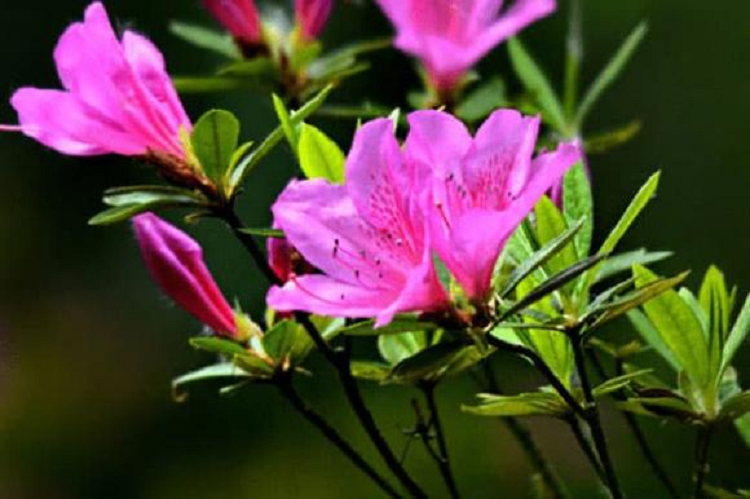 Trong 4 thang toi, 3 con giap moi viec suon se, tien bac rung rinh