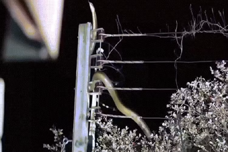 Giai cuu ran ho mang chua 3,6 met mac ket tren cot dien