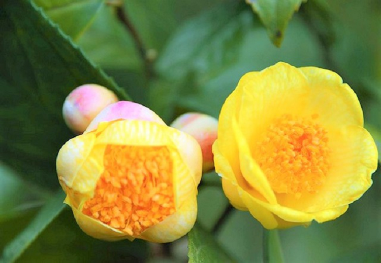 Từng là thứ bỏ đi giờ giá bán lên tới cả chục triệu đồng mỗi kg Tung la thu bo di gio gia ban len toi ca chuc trieu dong moi kg