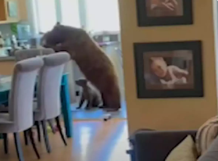 Me con gau dot nhap vao nha dan luc tung bep tim thuc an