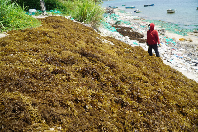 “Loc troi” o Viet Nam khong can cham, dan di hai tu mo sang kiem tien trieu/ngay