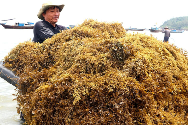 “Loc troi” o Viet Nam khong can cham, dan di hai tu mo sang kiem tien trieu/ngay-Hinh-6