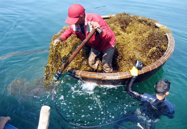 “Loc troi” o Viet Nam khong can cham, dan di hai tu mo sang kiem tien trieu/ngay-Hinh-4