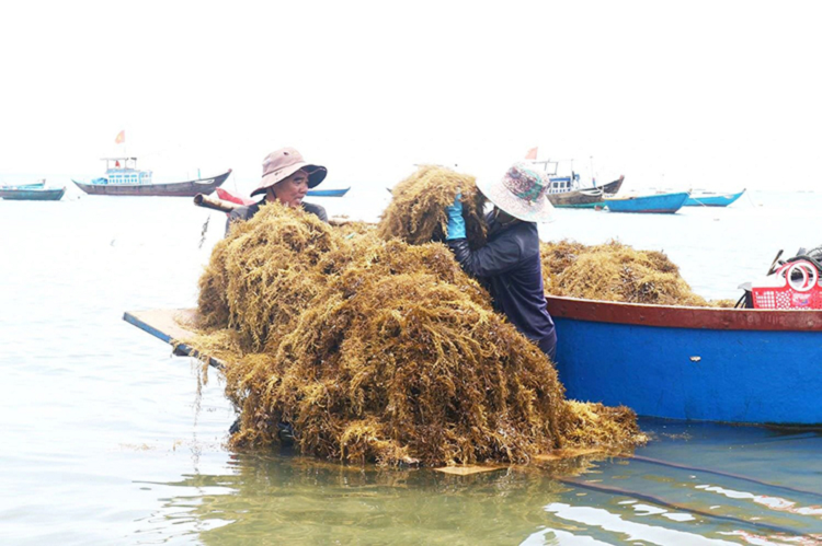 “Loc troi” o Viet Nam khong can cham, dan di hai tu mo sang kiem tien trieu/ngay-Hinh-3