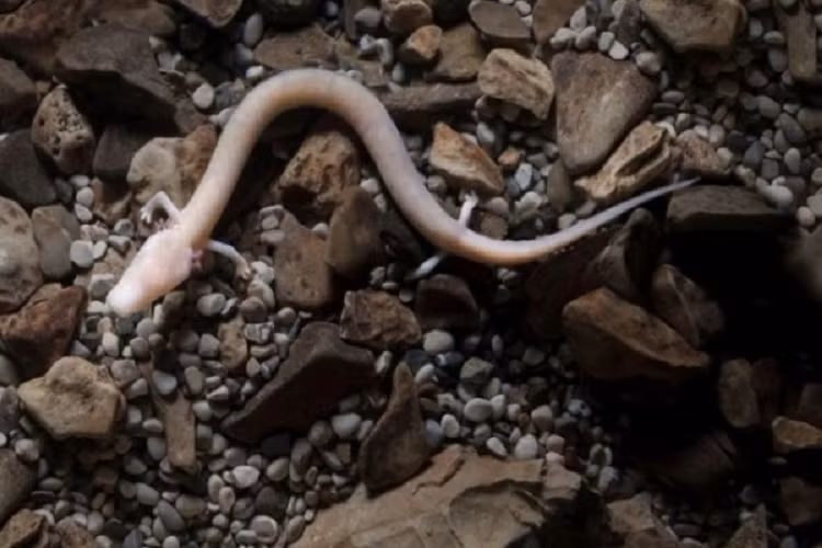 Bi an loai “rong non” co the song 100 nam, nhin an hang chuc nam