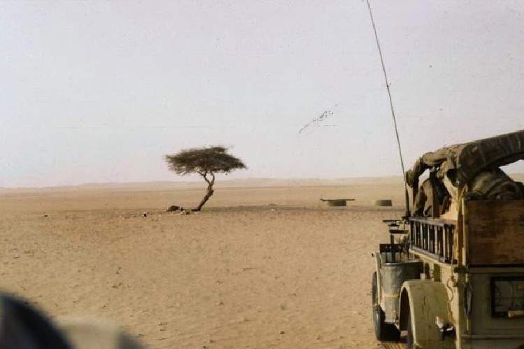 Những gì còn lại của cây được đưa về Bảo tàng Quốc gia Niger ở Niamey vào cuối năm đó. Tại vị trí của cây cũ, một đài tưởng niệm làm bằng sắt, với hình dáng giống cột ăng-ten được dựng lên, làm điểm đến thay thế cho các du khách. 