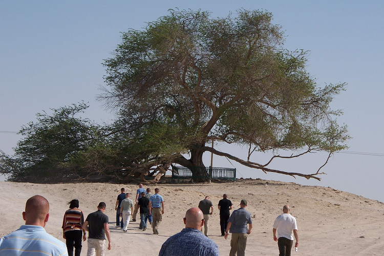 Vào những thập kỷ trước, những kẻ phá hoại bắt đầu gây thiệt hại nghiêm trọng bằng cách khắc tên lên cây. Thậm chí, "cây nguồn của sự sống" còn từng chịu cảnh bị người lạ châm lửa đốt. Năm 2013, chính phủ Bahrain đã can thiệp bằng cách dựng một hàng rào bê tông bao quanh thân cây, ngăn người tham quan đến quá gần.