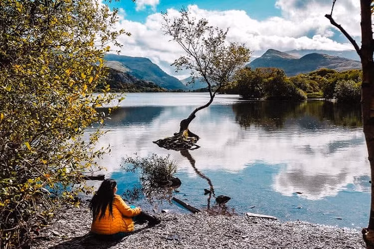 Tuy nhiên, "cây cô đơn" Llanberis đã trở thành nạn nhân của chính sự nổi tiếng. Từ năm 2020 cho đến hiện tại, nhiều người chứng kiến các cành cây bị gãy và đơn vị quản lý rừng quốc gia không có biện pháp hạn chế khách du lịch.