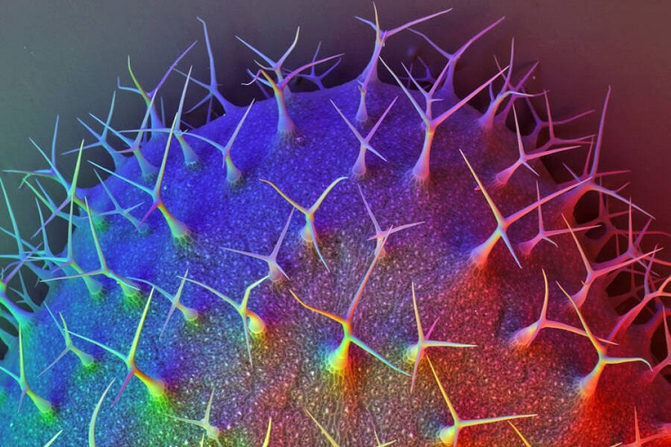 Hình ảnh chiếc lá Arabidopsis thaliana, được sử dụng làm sinh vật mẫu trong nghiên cứu sinh học thực vật, và là cây đầu tiên được giải trình tự toàn bộ bộ gen. 