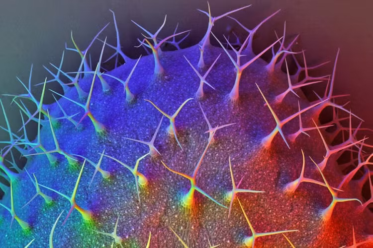 Hình ảnh chiếc lá Arabidopsis thaliana, được sử dụng làm sinh vật mẫu trong nghiên cứu sinh học thực vật, và là cây đầu tiên được giải trình tự toàn bộ bộ gen. 