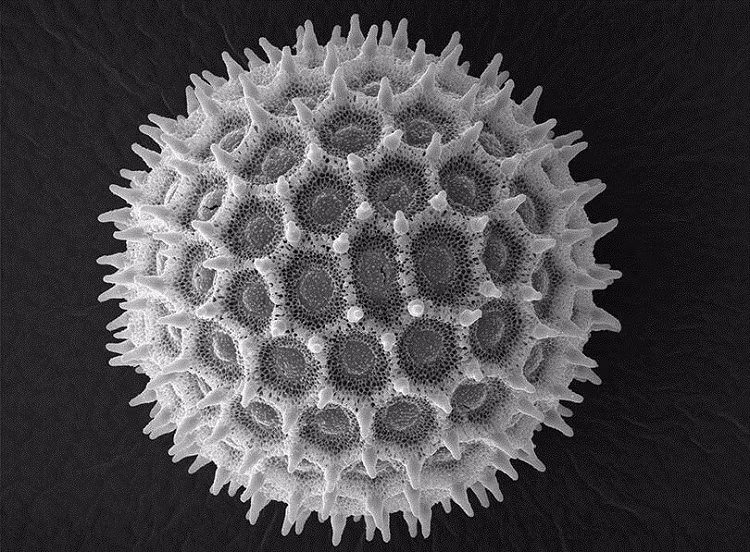 Một hạt phấn từ hoa rau muống. 