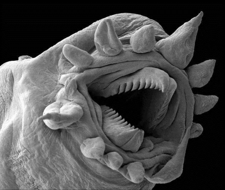 Cận cảnh miệng của một con sâu thủy nhiệt. 